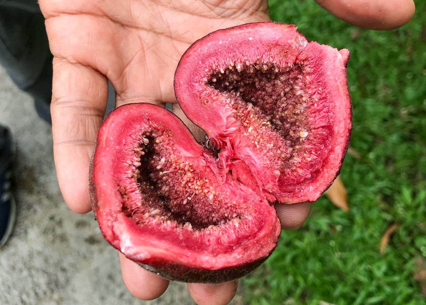 Wild fig (fresh)-காட்டு அத்திப்பழம்