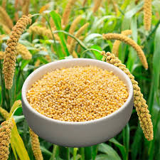 Foxtail Millet-திணை