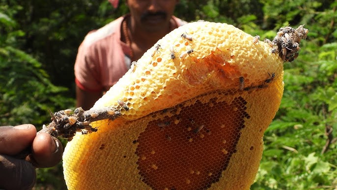 Kombu Honey / Small bee honey - கொம்பு தேன்