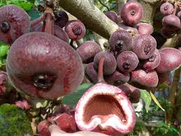 Wild fig (fresh)-காட்டு அத்திப்பழம்