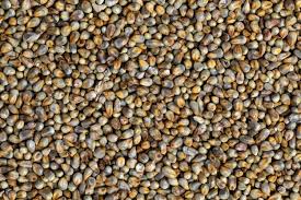 Pearl Millet-கம்பு