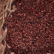 Neelam samba rice-நீலம் சம்பா அரிசி