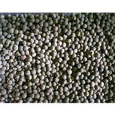 Okra seed-வெண்டைக்காய் விதை
