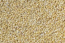Proso Millet-பனிவரகு