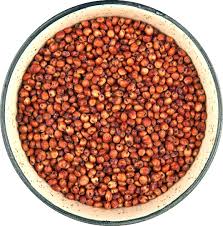Red Sorgham-சிவப்பு சோளம்