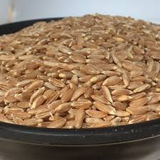 Samba Wheat-சம்பா கோதுமை