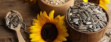 Sun flower seed-சூரியகாந்தி விதை
