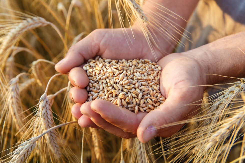 Punjab Wheat-கோதுமை